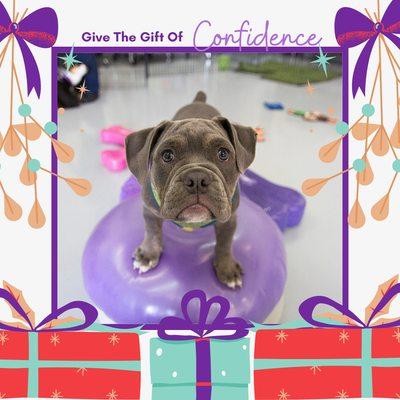 Gift certificates now available for all programs! Email info@harmonydogs.net for details.