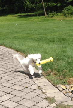 Sadie getting some exercise!