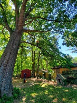 Limb walk - large oak trim