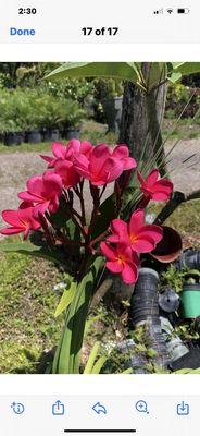 Meagher's Nursery