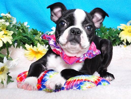 Cute Boston Terrier puppy