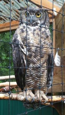 Great Horned Owl