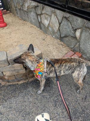 Penny after her grooming, checking out the potty area outside.