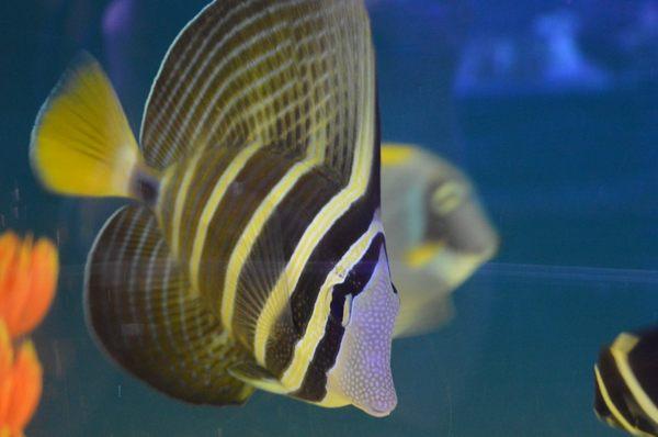 Sailfin Tang