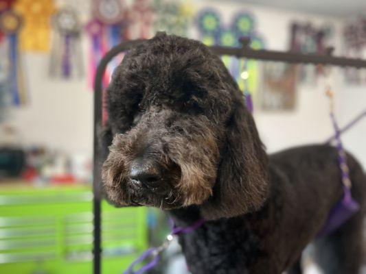 Low stress, Force Free grooming specializing in pups that need extra TLC of all ages.