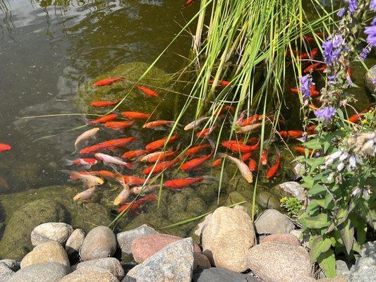 Koi in the garden pond