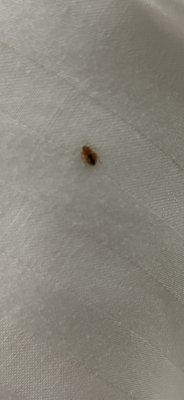 BED BUGS