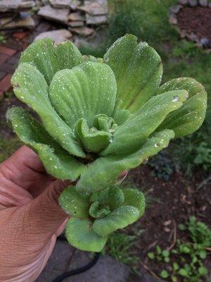 Water lettuce had an extra baby plant.