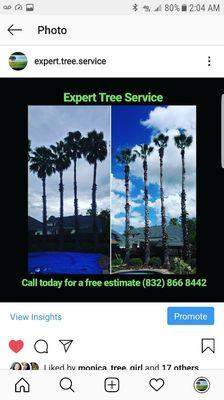 Expert Plus Tree Service