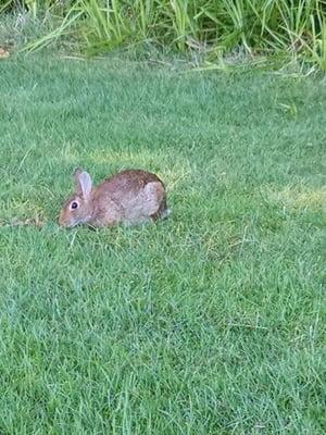 Bunny Lakes