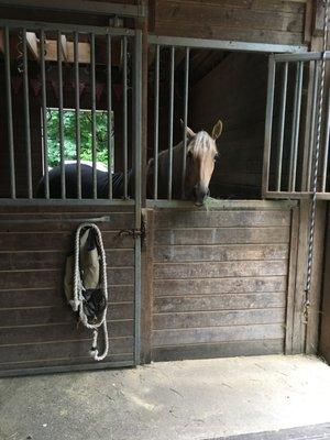 Dressage Dancers