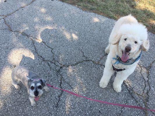 River and Freddie were instant friends! They share a love for ChuckIt and loved racing each other for the ball!