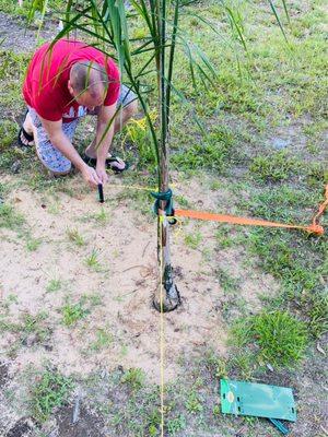 One of my palm trees blew over need to stake it. Works perfect!