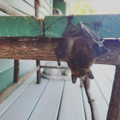 Bat removal Baldwinsville  liverpool clay    all of onondaga county