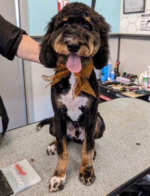 Bernie after his groom