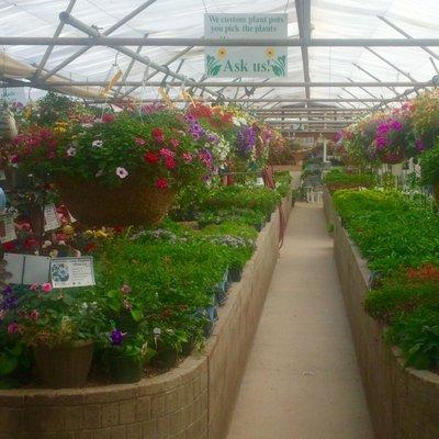 several greenhouses with a great variety of annuals, perennials, and veggies.