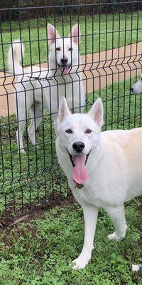 University Dog Park