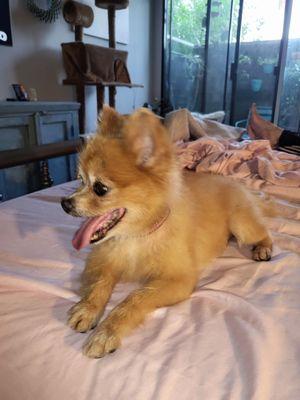 Baloo (timmy for Gia) hanging out in bed.