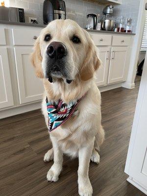 Our fluffy guy after his grooming today. :)