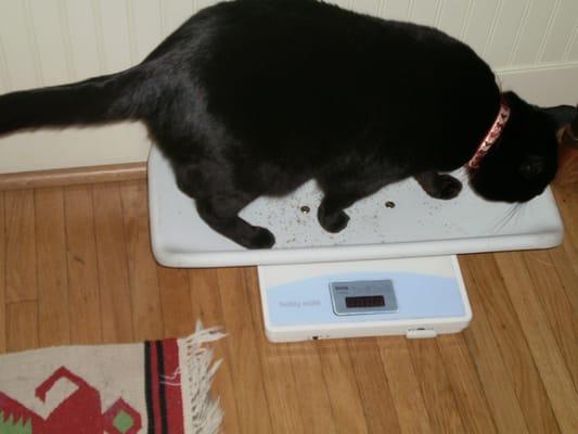 Mila has no problem getting on the scale at our house-call appointment.