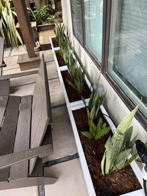 Backyard - snake plants in white planter boxes