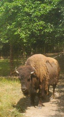 Buffalo Rock State Park in Ottawa Illinois!