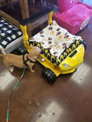 Cute car bed for your pet!