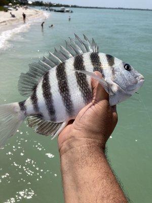 Big sheepshead