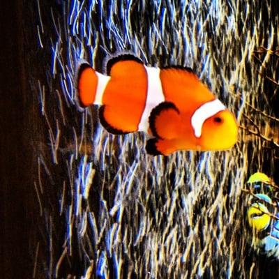 It's calming to watch the beautiful fish in the aquarium