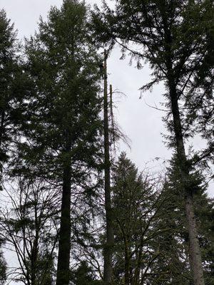 Roping down the top of the dead fir tree we had to remove.