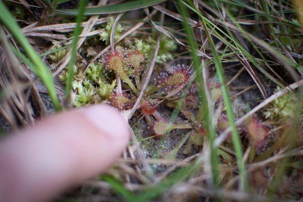 We saw a teeny Pygmy Sundew carnivorous plant!! Omg! The park ranger said there weren't any!!