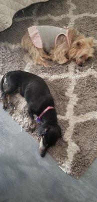 Sabrina and Madi, this two old ladies have more energy than us but they do know how to nap after a long walk around the clinic.