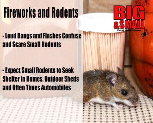 Big & Small Pest Solutions