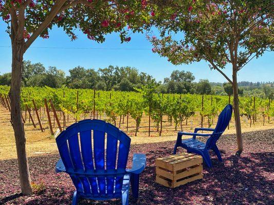 Russian River Valley - gorgeous views at this small producer of premium wines!