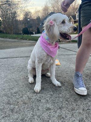 Stella girl, her warm weather cut is fabulous! We normally keep it a little longer but she's been wild lately and needed it shorter.