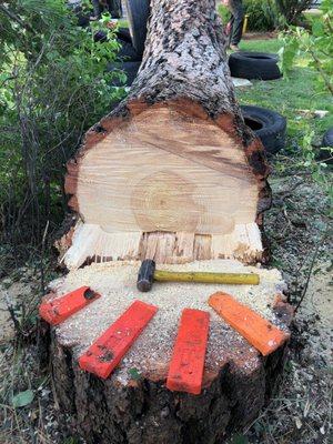 Fallen pine stub in Spokane Valley, Wa in 2016