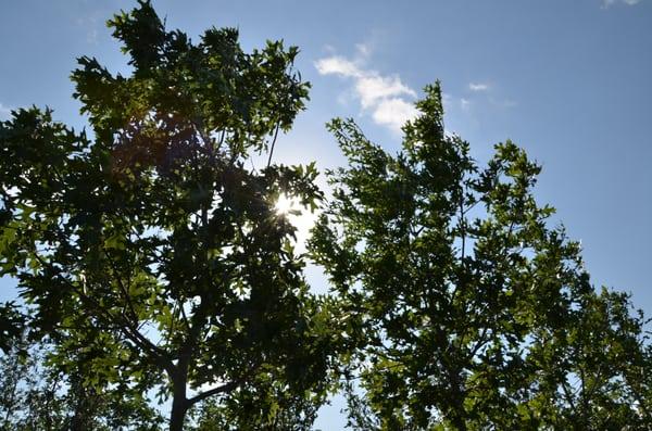 Shumard Red Oak - Shade is a premium in central Texas.