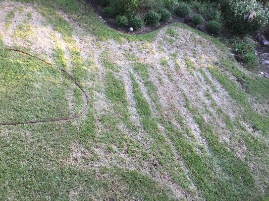 This is the damage done by Dan Drake's Landscape service. The same was done to my neighbor 'S yard whose yard his crew mows also! It's