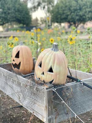 Sunflower- Pumpkin Patch