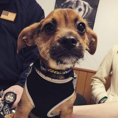 Sam's first visit to Salem animal hospital.