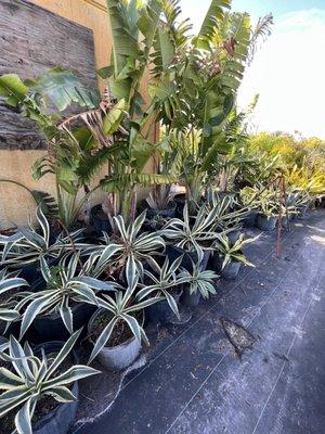 Variegated agaves and bananas