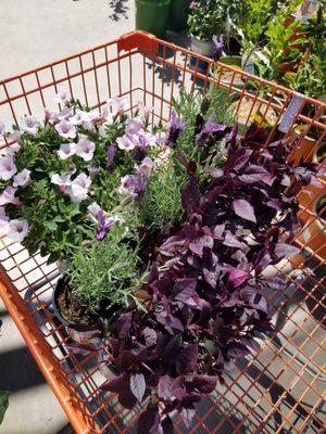 Time to spruce up the pots around the garden.