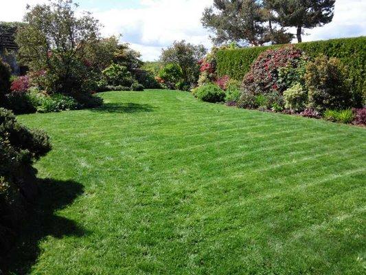 Organically maintained lawn!