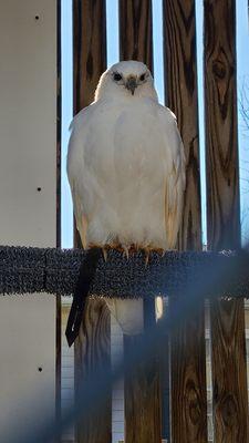 Red Tailed Hawk (Grace)