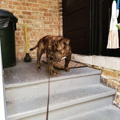 Our Bully Prince trying to figure out what he's going to do about these stairs.