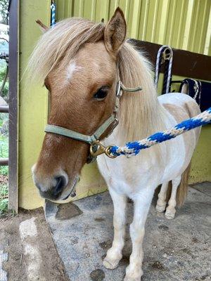 Marshmallow is super adorable and mellow