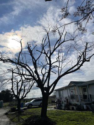 Mulberry tree