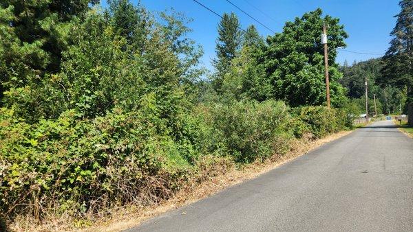 Trimmed back blackberry stalks that were growing over the road and small shrubs/trees that were just starting to touch the power lines.