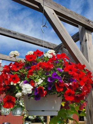 Mixed hanging basket, Stillman's Farm