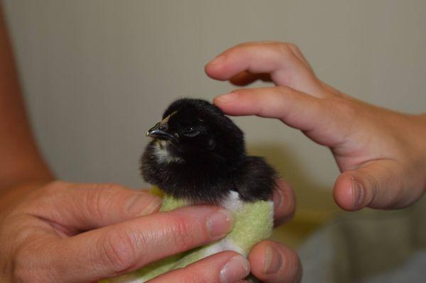 Teaching children how to care for nature